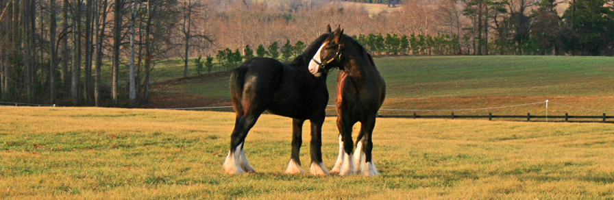 hunting creek farm weddings