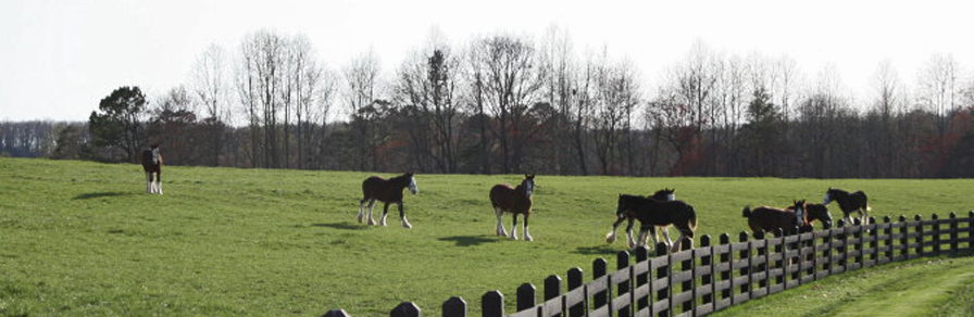 hunting creek farm reunions