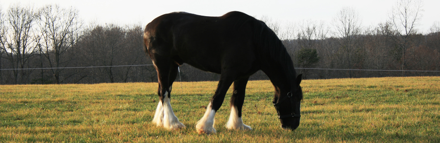 hunting creek farm vineyards